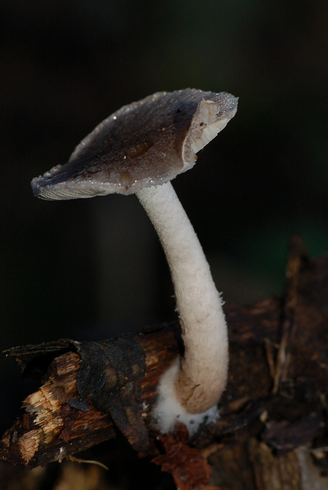 Su rametto di latifoglie (cfr. Hydropus sp.)